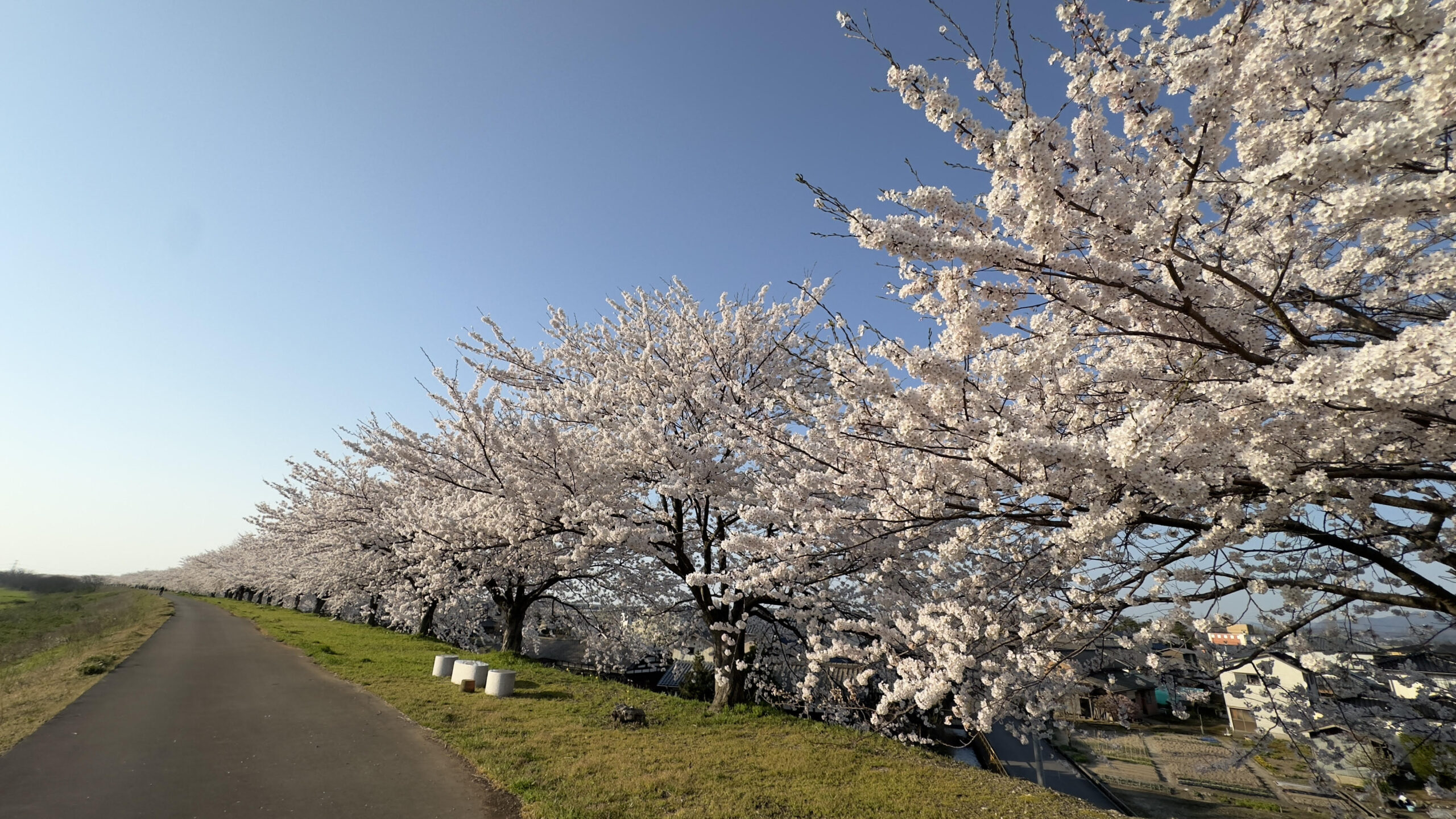 加治川の桜